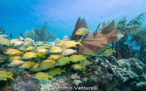 shallow reef by Antonio Venturelli 